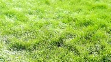 绿草地。 小穗倾斜着